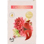 Aura Tuoksulämpikynttilä Cactus flower