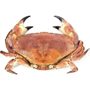 Brown Crab (Preorder) 100g minimum 1kg