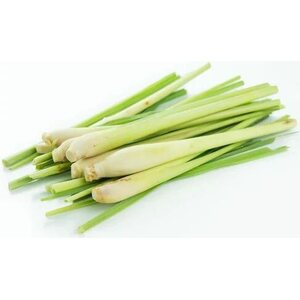 Lemongrass noin 0,5kg