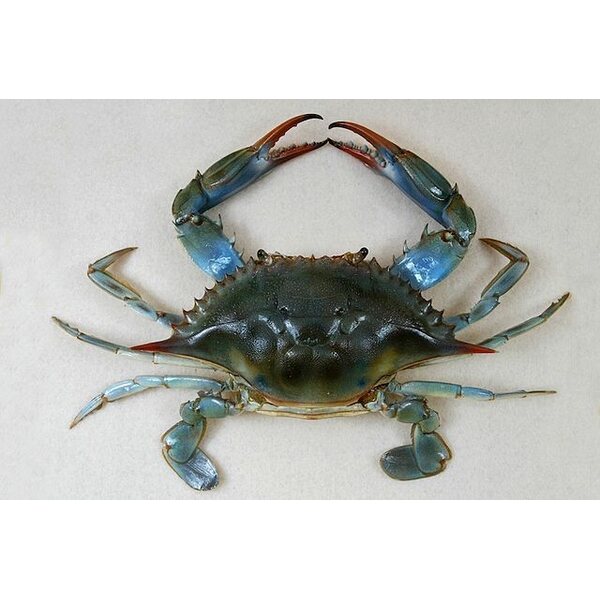 Blue crab 1kg (Preorder)